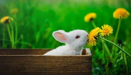 华体会手机在线-阿尔巴尼亚女篮在欧洲锦标赛中表现亮眼，成功突围，阿尔巴尼亚欧洲杯