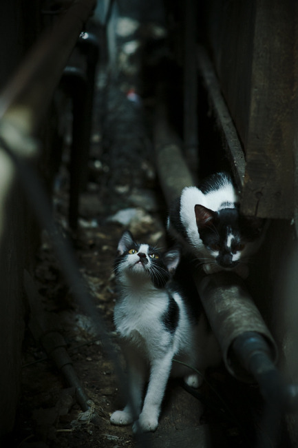 _大型模仿秀：名人和运动员的趣味对抗_，中国名人模仿秀