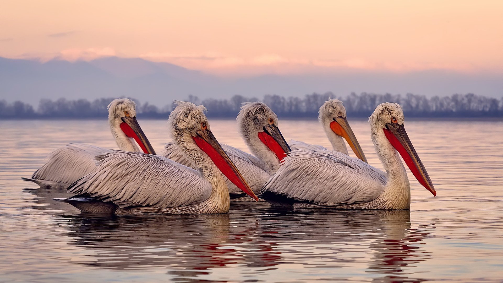 华体会hth网站-_湿地赛场：别样风景中的激烈角逐_，2020湿地主题绘画大赛