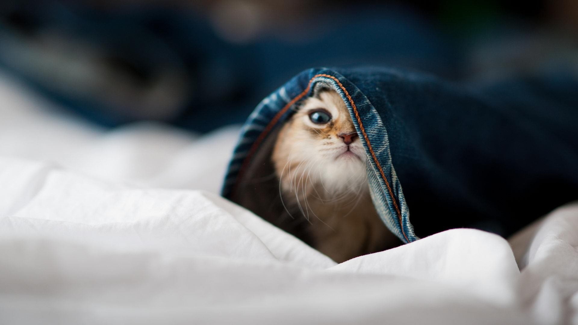 _高山滑雪挑战赛:挑战雪山,追逐速度_,高山滑雪 比赛