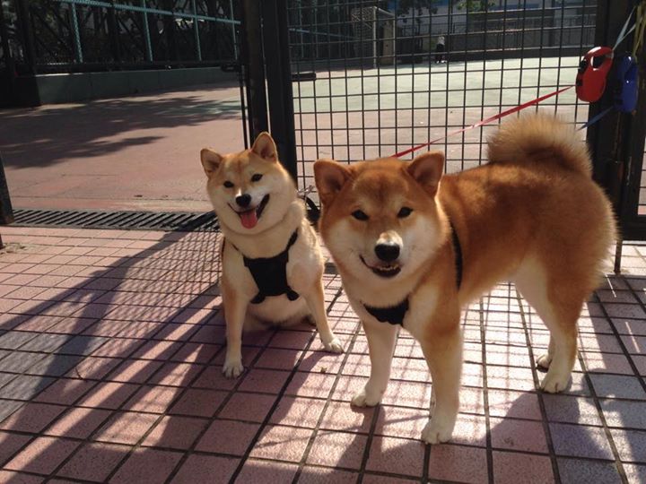 世界女子足球联赛季后赛:中国俱乐部强势出击,女子世界足球锦标赛