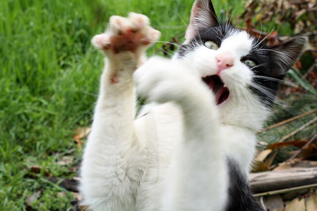 世界女子足球联赛季后赛:中国俱乐部强势出击,女子世界足球锦标赛