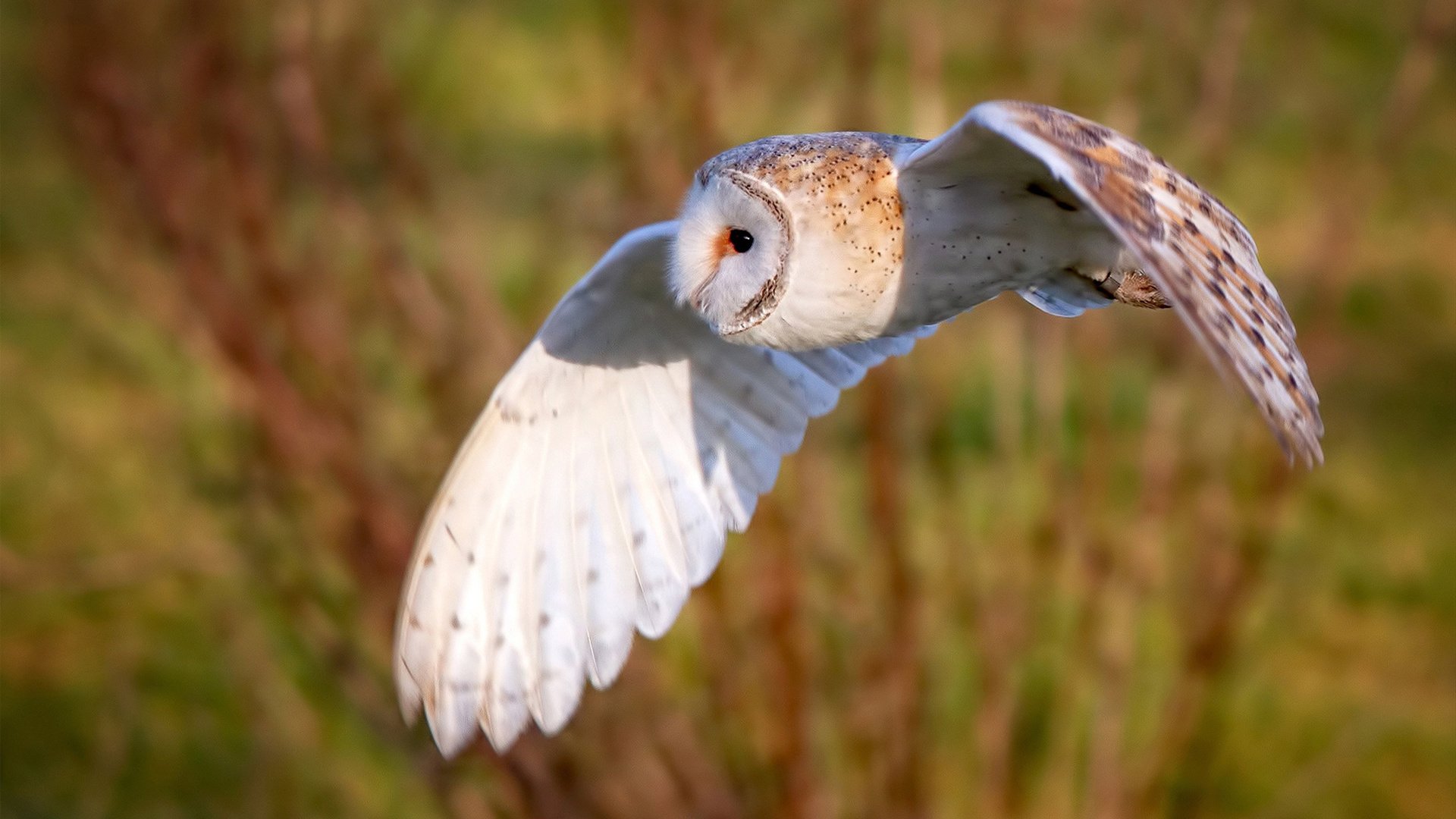 奥运金牌榜：阿根廷足球助力冲顶，奥运会2021阿根廷足球