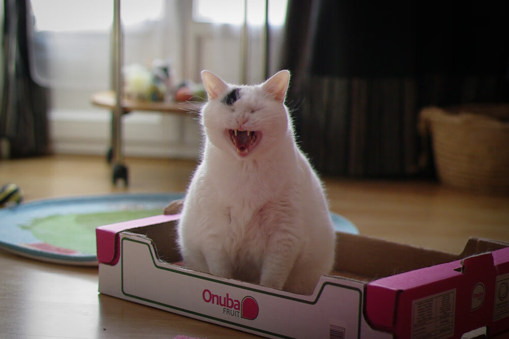 特色青训基地引入国际优秀教练，打造高水平人才培养体系，青训学校