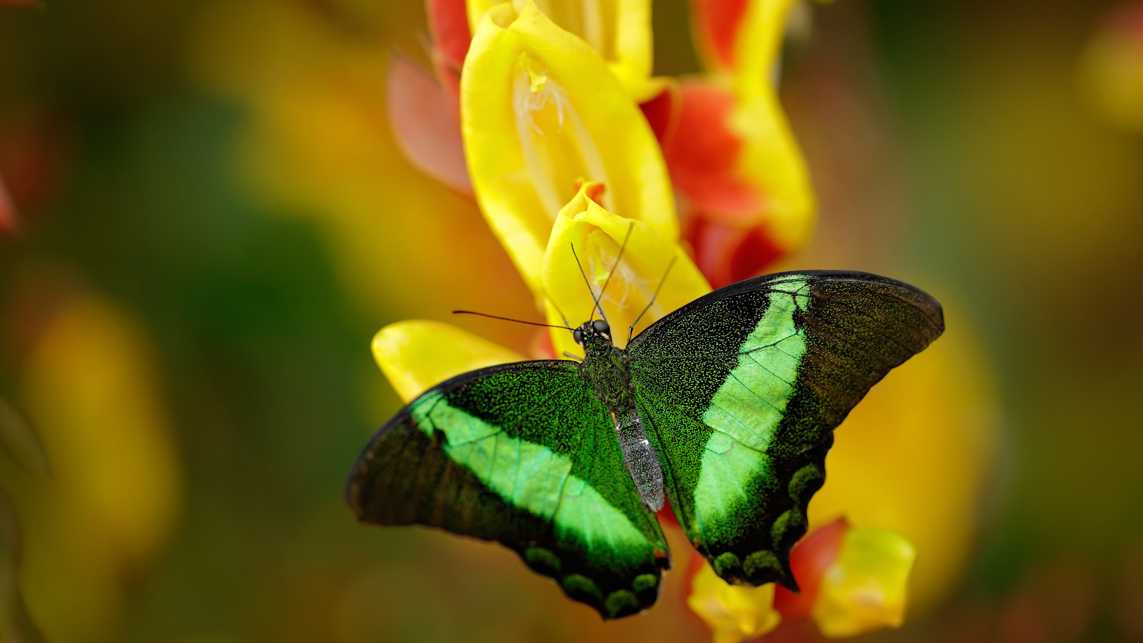 逆风局:经理智谋扭转局势,逆风局也是尽力局什么意思