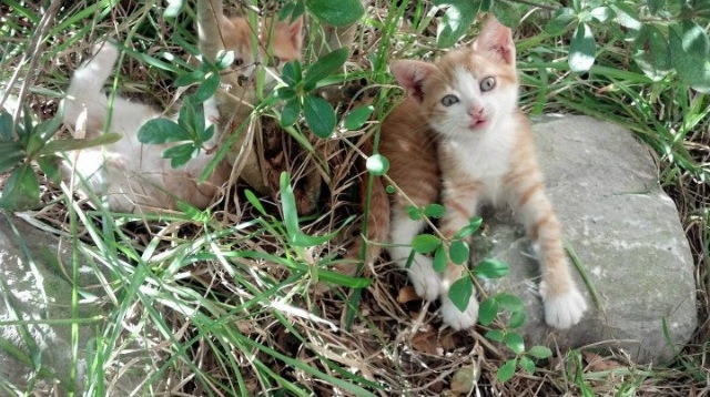 逆境中的“生肖战士”：传奇队员奋勇拼搏，我想看生肖战士