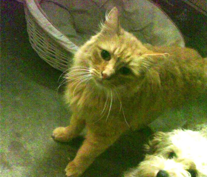 NBA夏季联赛火热开战，新秀文班亚马表现吸睛，文班亚马 虎扑