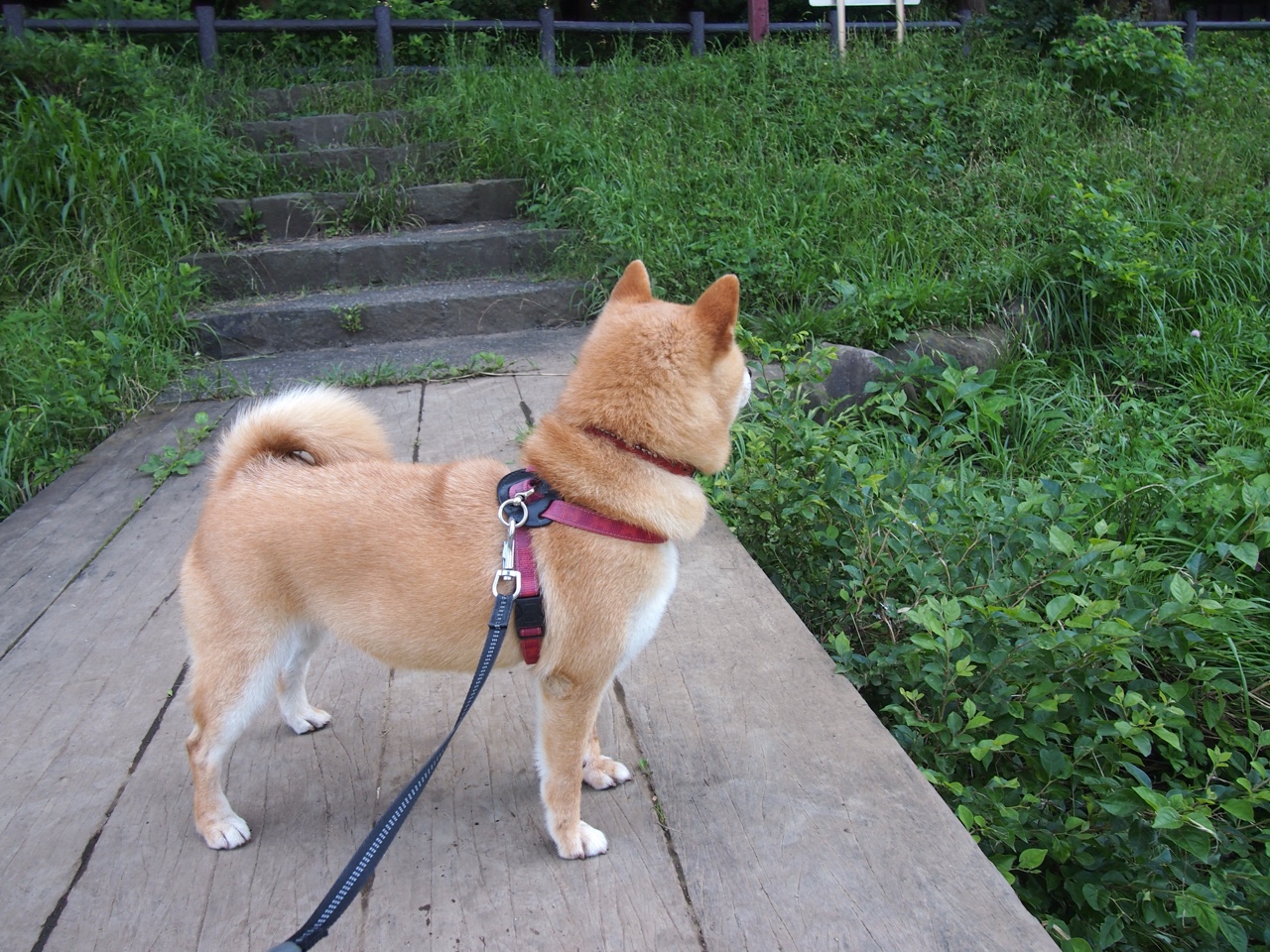 球队防守疲软，三分球逐渐成为软肋，三分球防守犯规