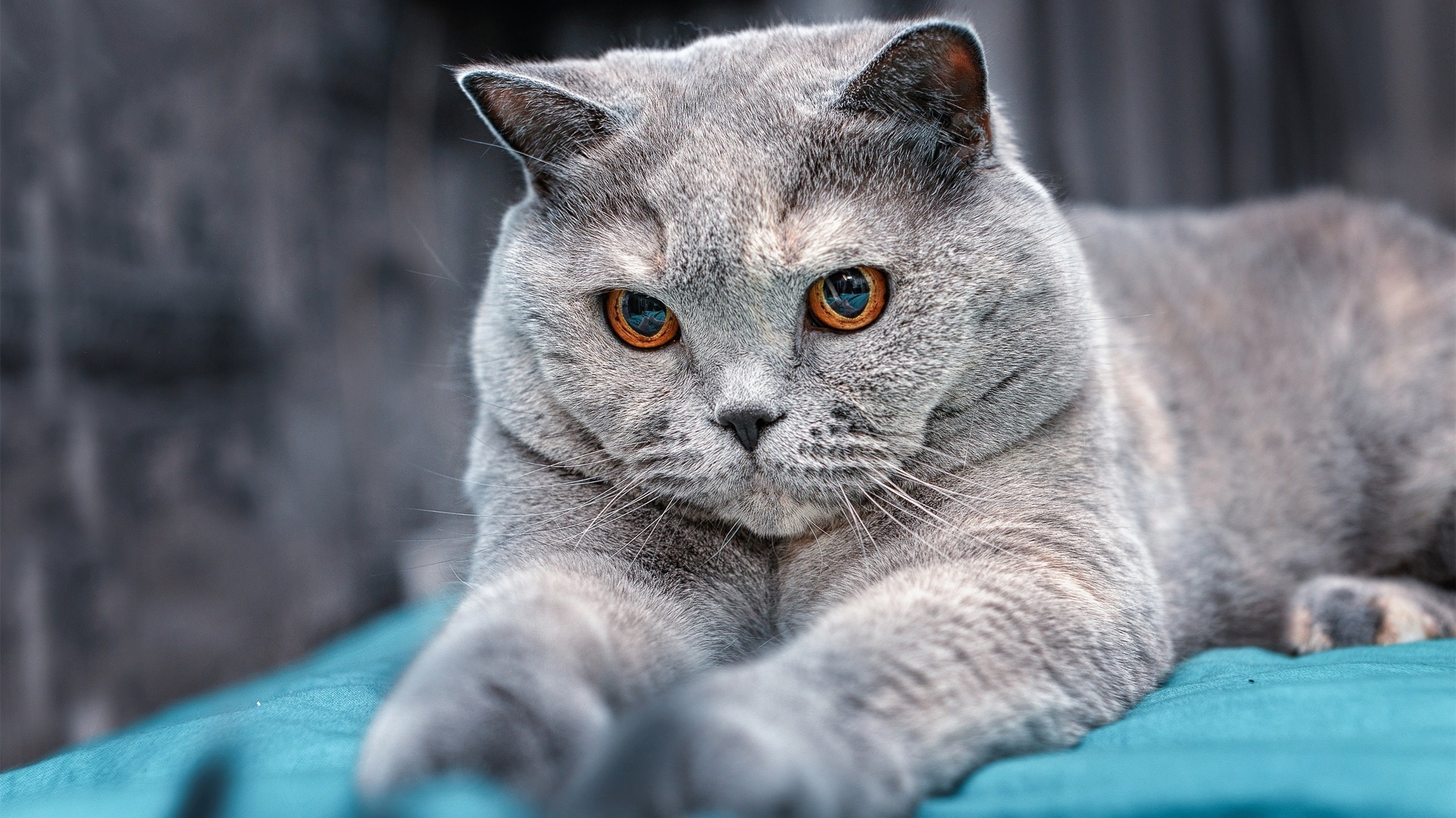 华体会hthhth app-球队战绩起伏不定，令球迷心情变幻莫测，近期球队表现一般参考多少场比赛的成绩