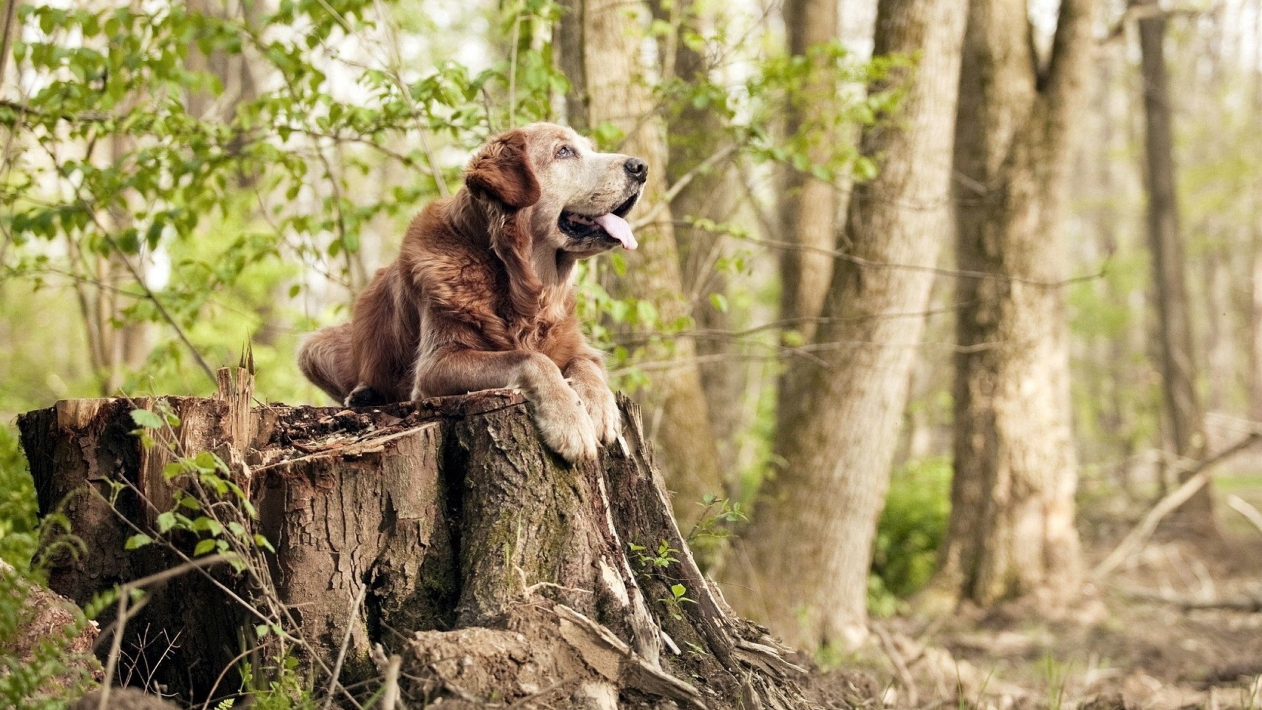 越南国家队备战摩尔多瓦,全力以赴,越南国家队主力阵容