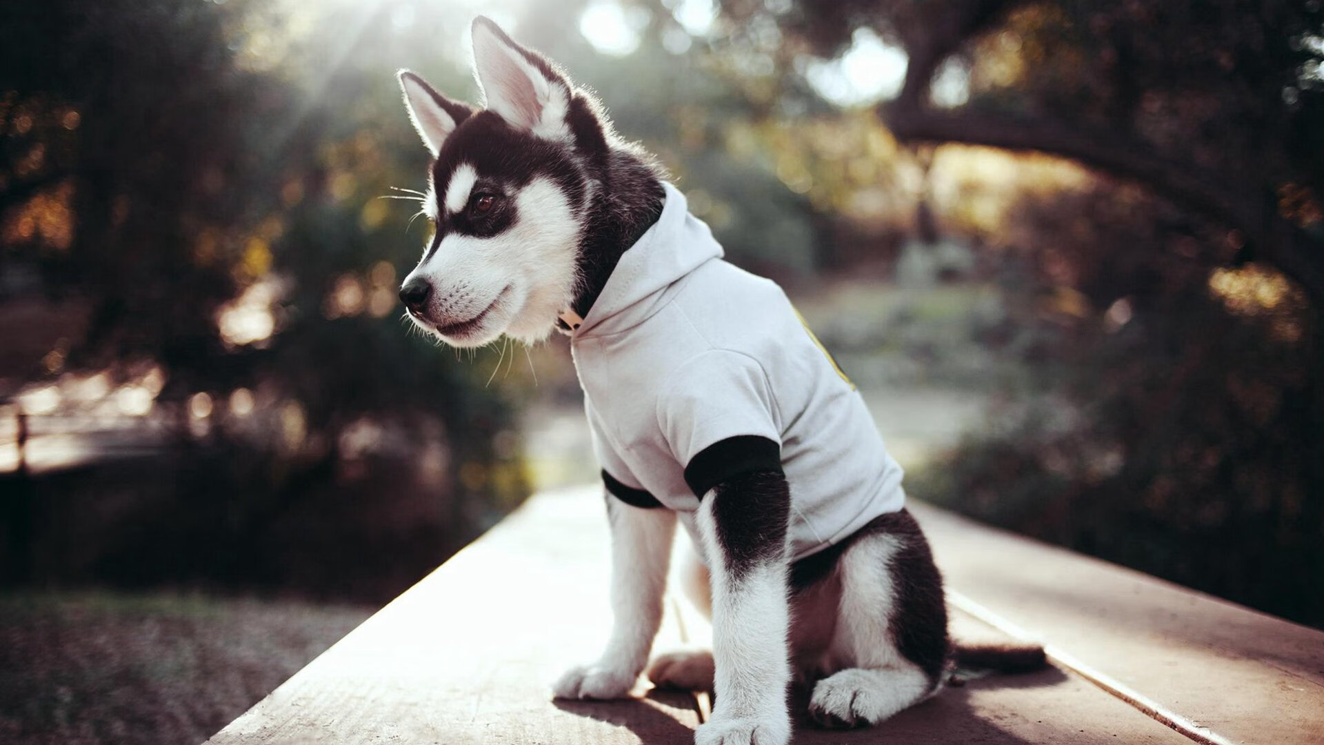 德甲球队建立运动-语言双因建模用于战术同步性检测，双语现象是语言融合的先导或过渡阶段