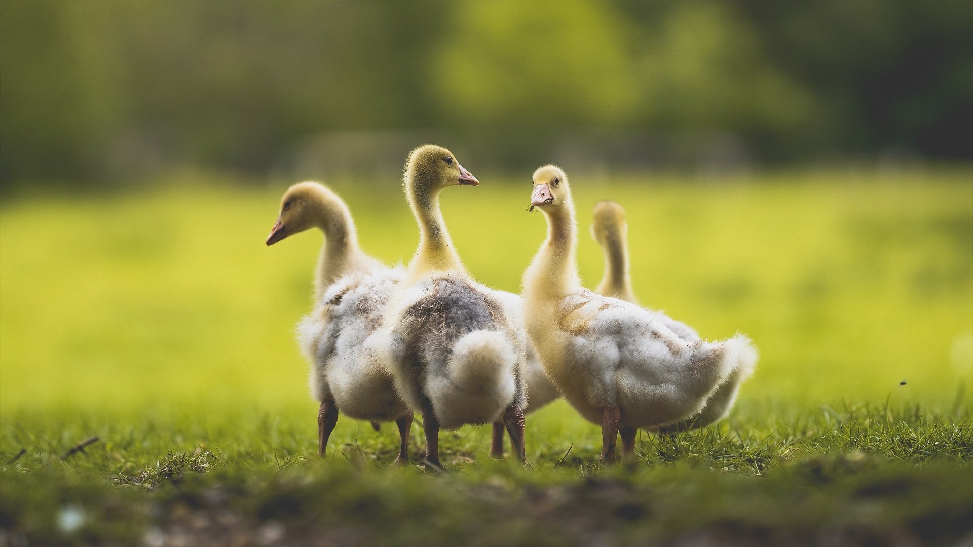 法甲球员赛后心率恢复监测促进科学训练调整,法甲队员