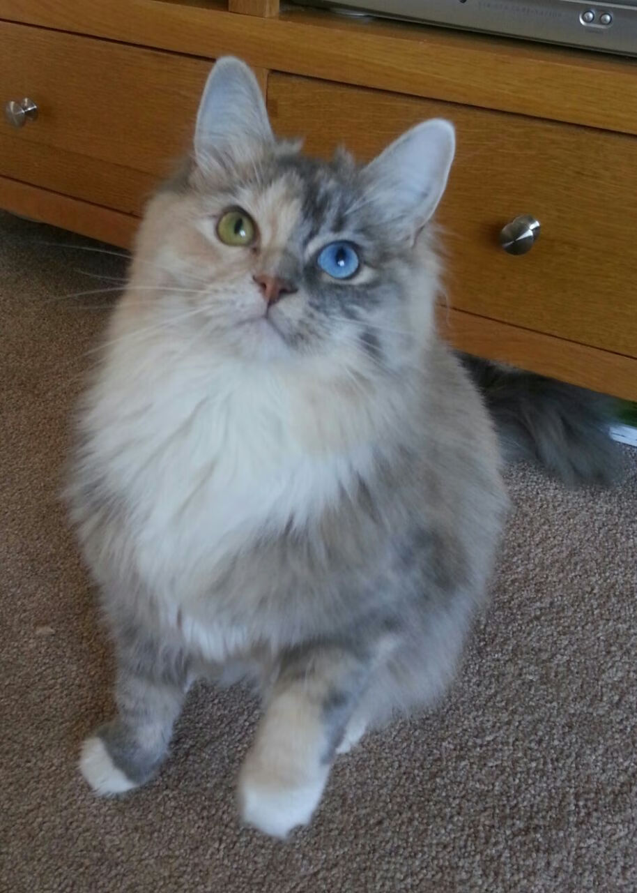 “2025世界运动会：天府校区台球赛事挑战极限精度”