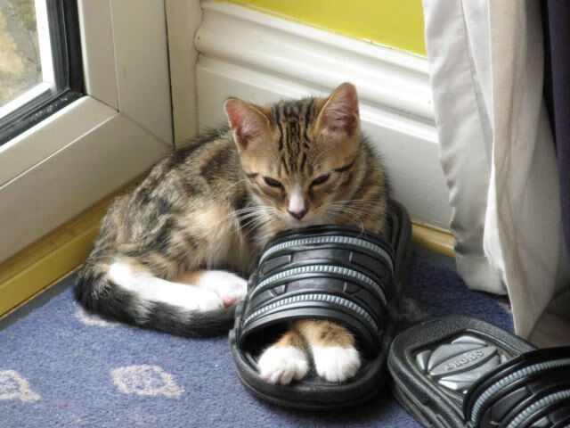 球员节奏变化能力是否影响突破成功率,球队节奏