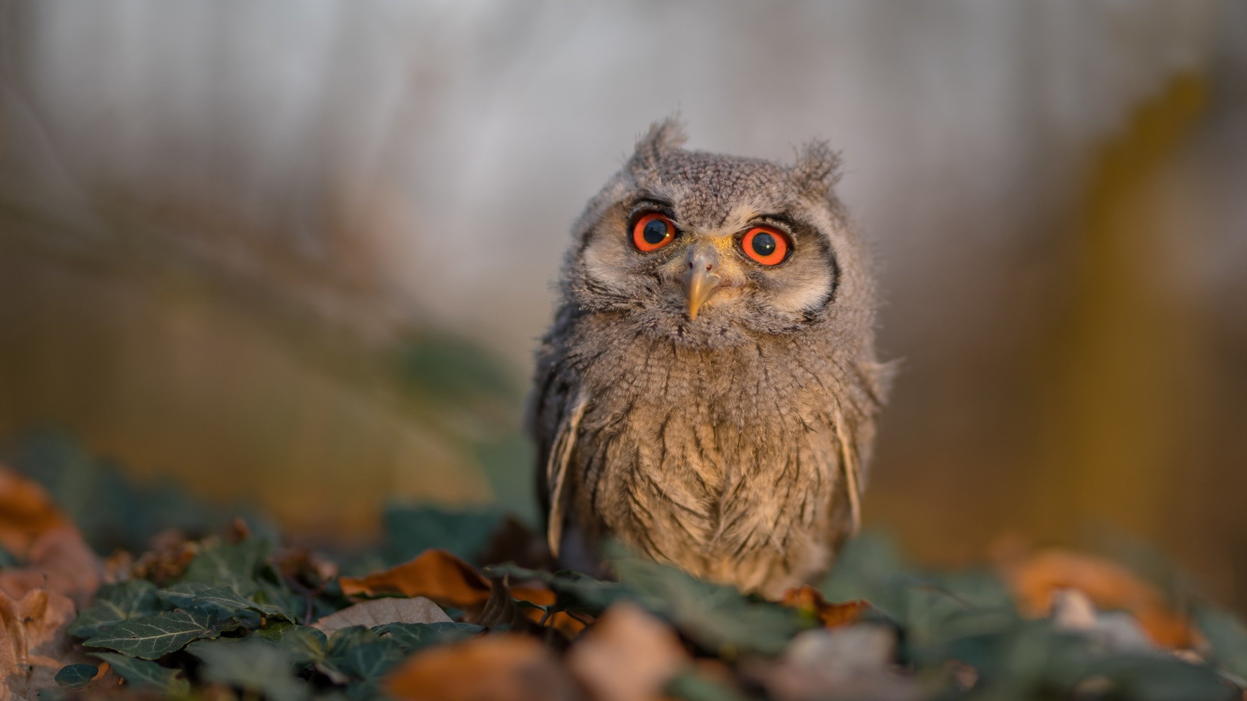 中小学篮球场馆统一建设标准提升基层训练条件,中小学篮球场地配备标准