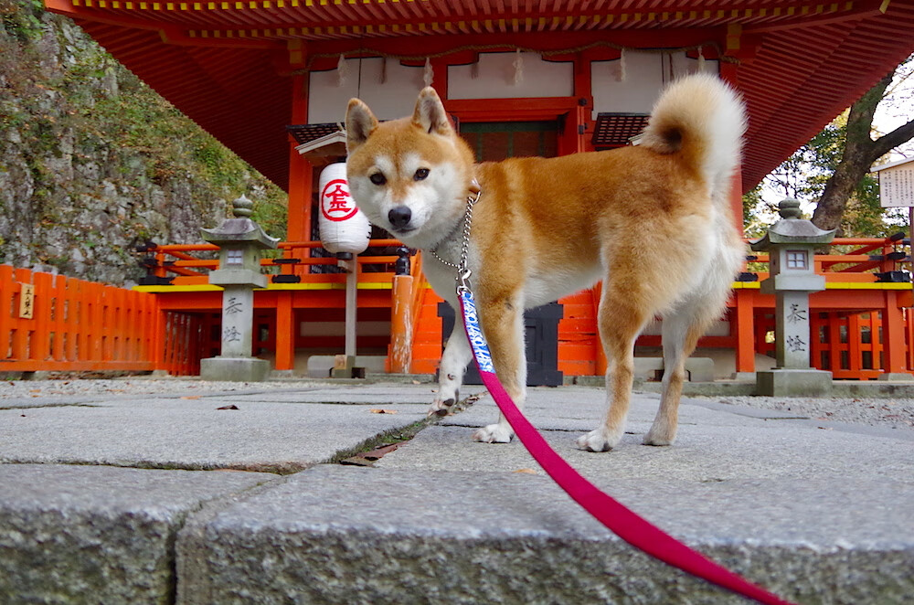 华体会hth娱乐平台-希腊女篮在欧洲锦标赛中发挥出色，争夺金牌雄心坚定，希腊女子篮球比赛直播