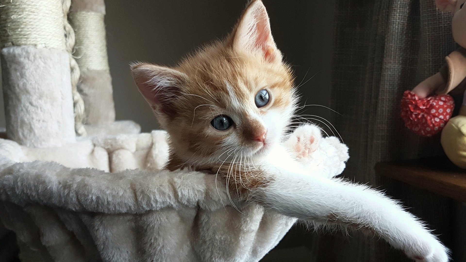 贝宁男篮在非洲锦标赛中持续突破,扬威国际舞台,非洲贝宁的气候怎么样