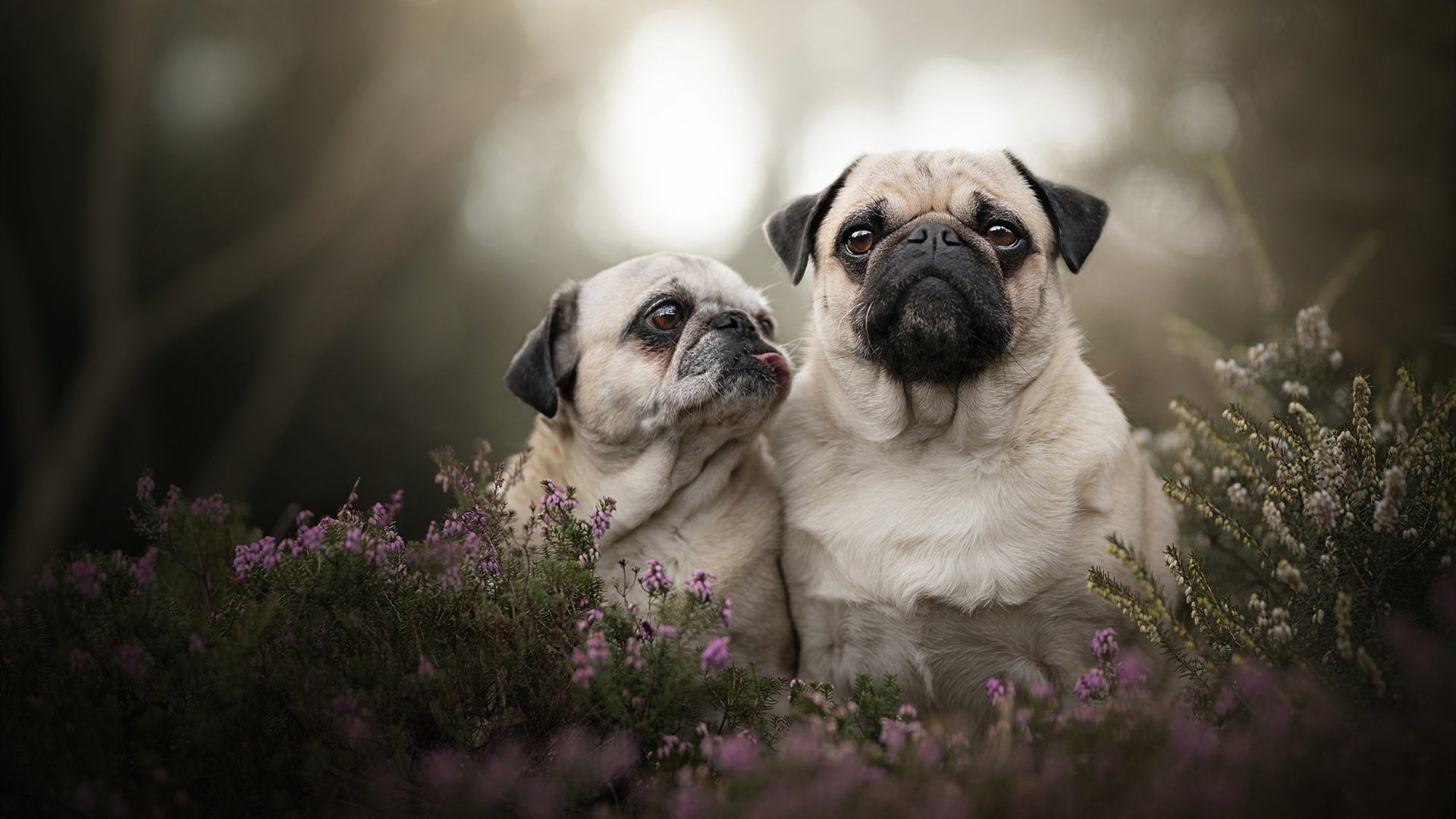 华体会hthhth app-阿伦·斯密斯：以智慧与速度串联全黑队进攻线，攻势如潮，阿隆内斯密斯